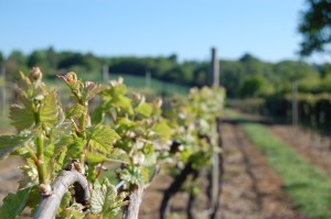 Pinot Noir finally starts moving